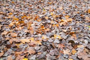 Yellow and gray autumnal fallen leaves